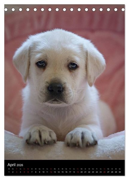 Produktbild: Labrador Welpen (Tischkalender 2026 DIN A5 hoch), CALVENDO Monatskalender
