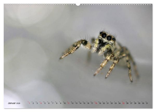 Produktbild: ui - Spinne. Kleine Spinnen - gro&szlig; im Bild (hochwertiger Premium Wandkalender 2026 DIN A2 quer), Kunstdruck in Hochglanz