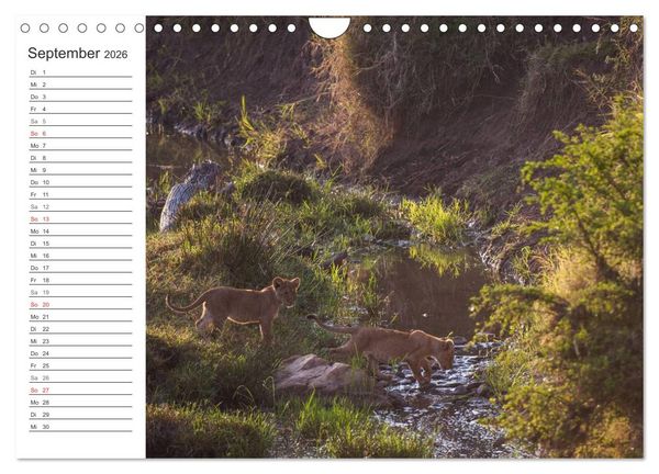 Produktbild: Emotionale Momente: L&ouml;wenbabys - so s&uuml;&szlig;. (Wandkalender 2026 DIN A4 quer), CALVENDO Monatskalender
