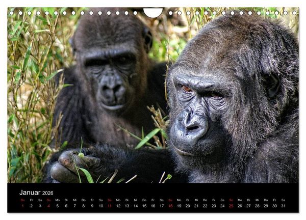 Produktbild: Gorillas - Die sanften Wilden (Wandkalender 2026 DIN A4 quer), CALVENDO Monatskalender