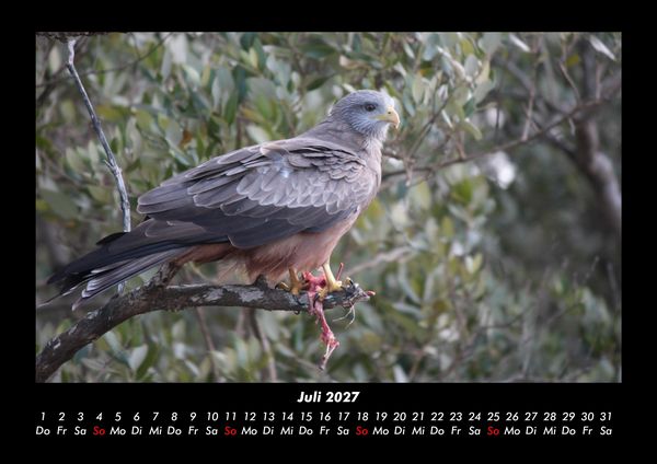 Produktbild: Vogelparadies 2027 Fotokalender DIN A3
