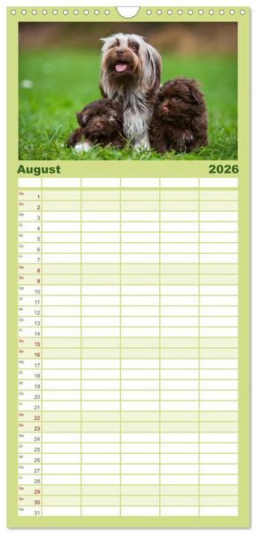 Produktbild: Familienplaner 2026 - Kobolde auf 4 Pfoten - Bolonka Zwetna mit 5 Spalten (Wandkalender, 21 x 45 cm) CALVENDO