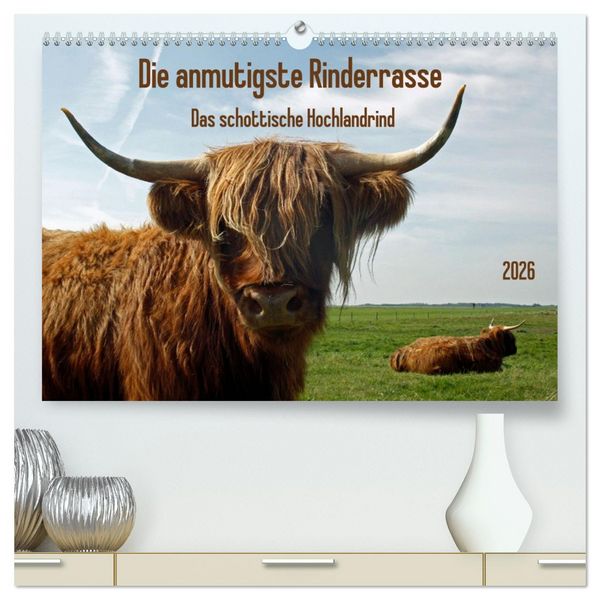 Die anmutigste Rinderrasse - Das schottische Hochlandrind (hochwertiger Premium Wandkalender 2026 DIN A2 quer), Kunstdruck in Hochglanz