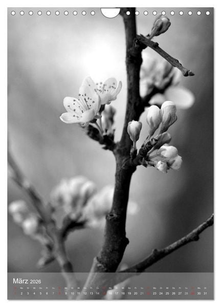 Produktbild: Monochrome Bl&uuml;ten - In Schwarz-Wei&szlig; Bildern durch das Jahr (Wandkalender 2026 DIN A4 hoch), CALVENDO Monatskalender