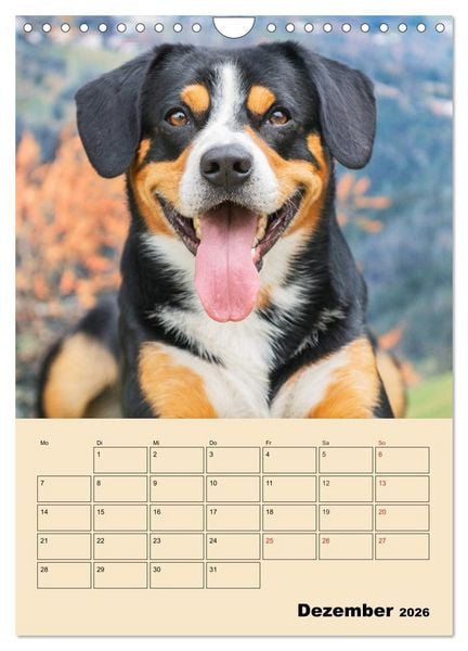 Produktbild: Jahresplaner Entlebucher Sennenhund (Wandkalender 2026 DIN A4 hoch), CALVENDO Monatskalender