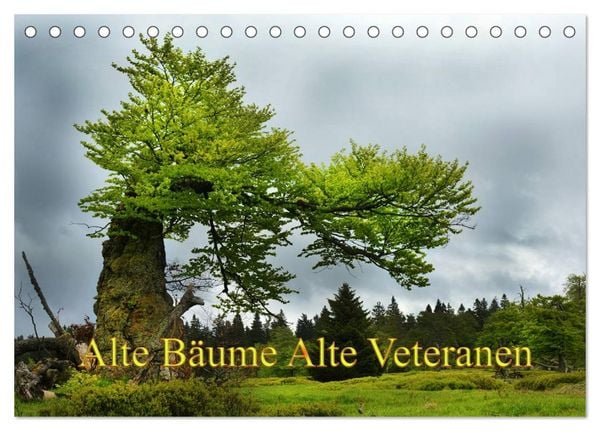 Produktbild: Alte B&auml;ume Alte Veteranen (Tischkalender 2026 DIN A5 quer), CALVENDO Monatskalender
