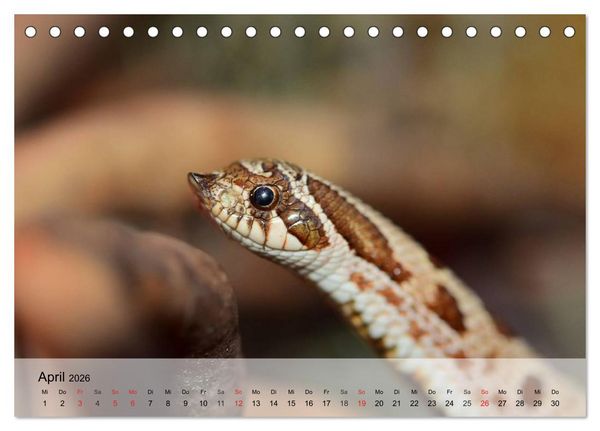 Produktbild: Kleine Reptilien (Tischkalender 2026 DIN A5 quer), CALVENDO Monatskalender