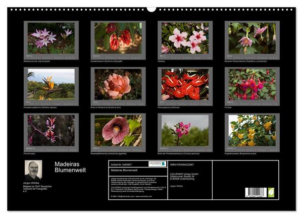 Produktbild: Madeiras Blumenwelt (Wandkalender 2027 DIN A2 quer), CALVENDO Monatskalender