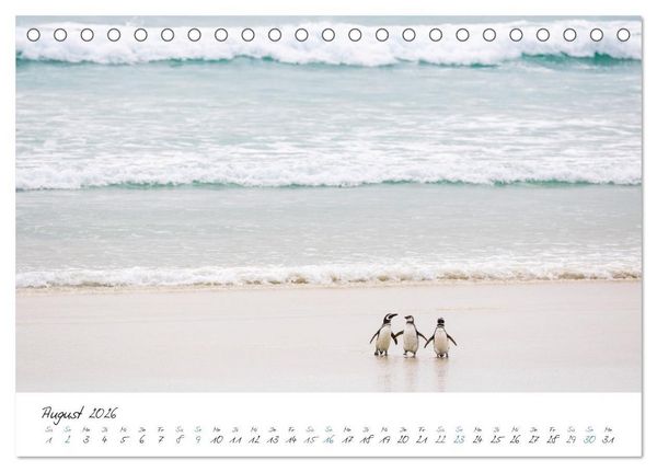 Produktbild: Tierisches von den Falklandinseln (Tischkalender 2026 DIN A5 quer), CALVENDO Monatskalender