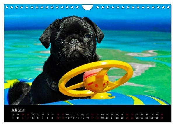 Produktbild: Alles Mops-Kalender 2027 (Wandkalender 2027 DIN A4 quer), CALVENDO Monatskalender