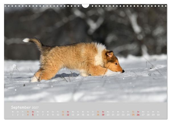 Produktbild: Collie Welpen im Schnee (Wandkalender 2027 DIN A3 quer), CALVENDO Monatskalender