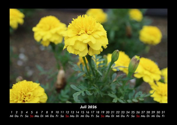 Produktbild: Blumen & Pflanzen 2026 Fotokalender DIN A3
