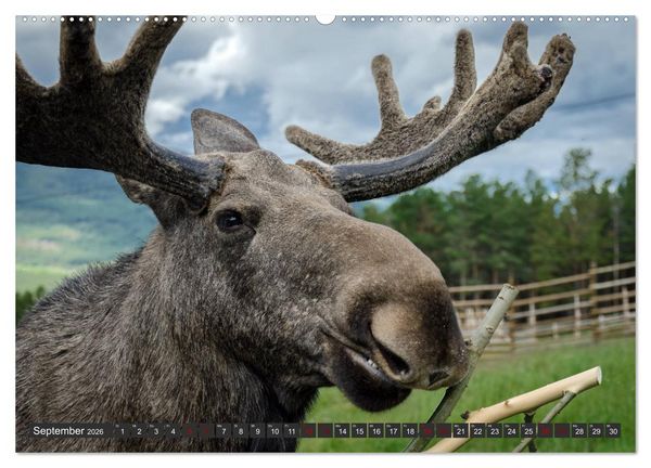 Produktbild: Norwegen, Oppland (Wandkalender 2026 DIN A2 quer), CALVENDO Monatskalender