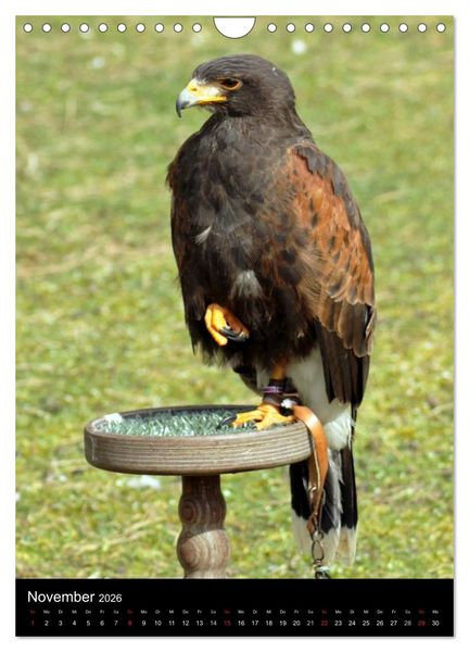 Produktbild: Scharfe Krallen, scharfe Augen, Greifv&ouml;gel und Eulen im Wildpark (Wandkalender 2026 DIN A4 hoch), CALVENDO Monatskalender