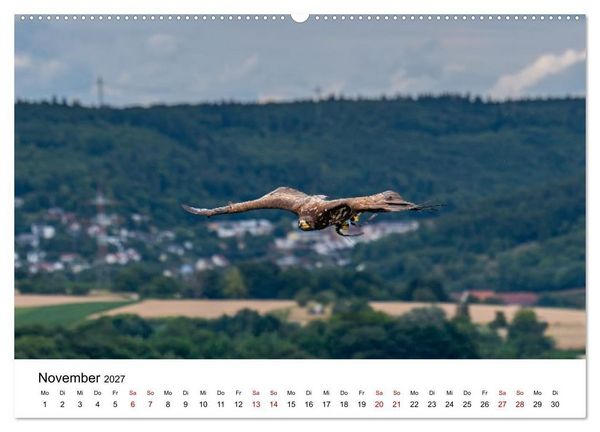 Produktbild: Greifv&ouml;gel in Aktion - Dynamische Flugbilder und Portr&auml;ts (Wandkalender 2027 DIN A2 quer), CALVENDO Monatskalender