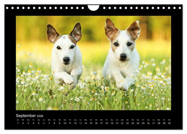 Produktbild: Die Parsons (Wandkalender 2026 DIN A4 quer), CALVENDO Monatskalender