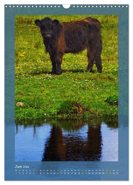 Produktbild: Texel sehen und verlieben (Wandkalender 2026 DIN A3 hoch), CALVENDO Monatskalender