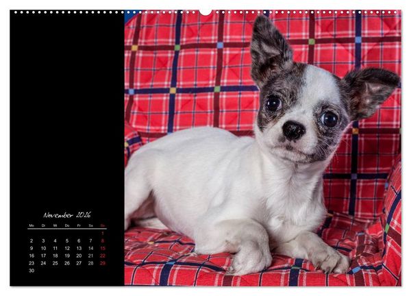 Produktbild: Chihuahua Welpen und Freunde (Wandkalender 2026 DIN A2 quer), CALVENDO Monatskalender