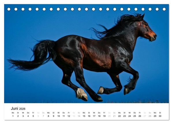 Produktbild: Pferde - Magdalena Strakova (Tischkalender 2026 DIN A5 quer), CALVENDO Monatskalender