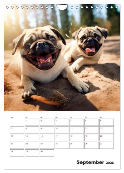 Produktbild: MOPS Pfotengl&uuml;ck in Faltenform (Wandkalender 2026 DIN A4 hoch), CALVENDO Monatskalender