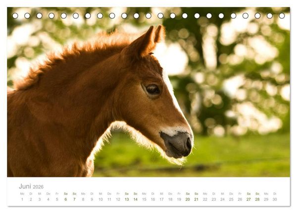 Produktbild: Faszination Schwarzw&auml;lder Kaltblut (Tischkalender 2026 DIN A5 quer), CALVENDO Monatskalender
