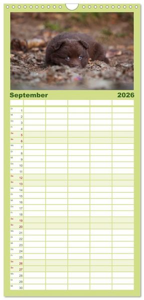 Produktbild: Familienplaner 2026 - Aussie Welpen 2026 mit 5 Spalten (Wandkalender, 21 x 45 cm) CALVENDO