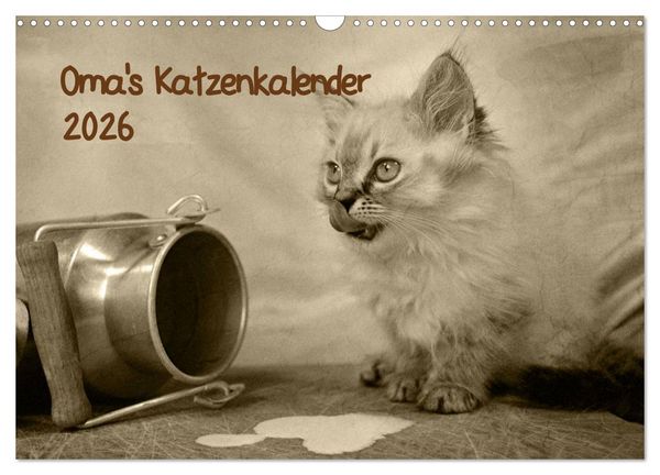Oma's Katzenkalender 2026 (Wandkalender 2026 DIN A3 quer), CALVENDO Monatskalender