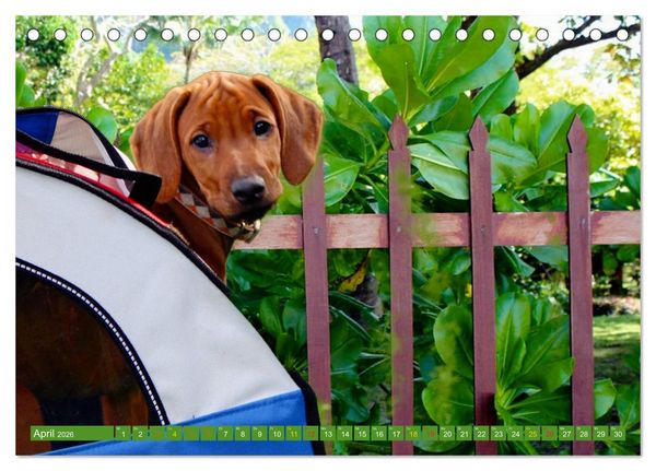 Produktbild: Rhodesian Ridgeback Augen-Blicke (Tischkalender 2026 DIN A5 quer), CALVENDO Monatskalender