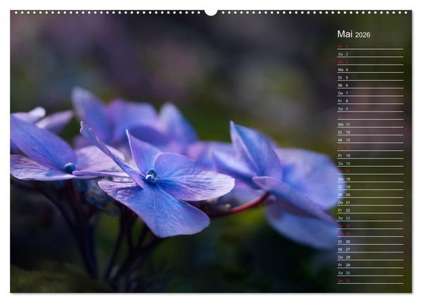 Produktbild: Die Hortensie und ihre vielen Gesichter (hochwertiger Premium Wandkalender 2026 DIN A2 quer), Kunstdruck in Hochglanz