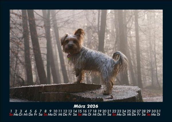 Produktbild: Hunde 2026 Fotokalender DIN A5