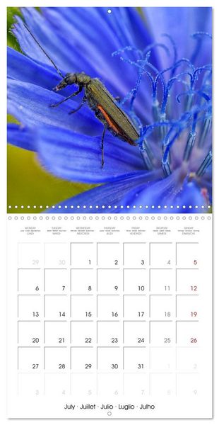 Produktbild: Natural beauty. Close-up insects (Wall Calendar 2026 12 &times; 12 Inch) CALVENDO 12 Month Wall Calendar