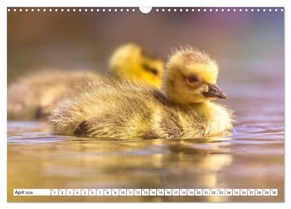 Produktbild: Flauschige Momente! Enten- und G&auml;nsek&uuml;ken im Jahreslauf (Wandkalender 2026 DIN A3 quer), CALVENDO Monatskalender