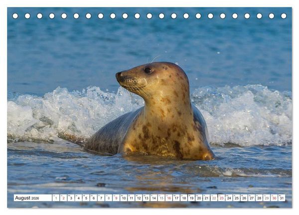 Produktbild: Kegelrobben hautnah (Tischkalender 2026 DIN A5 quer), CALVENDO Monatskalender