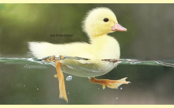 Produktbild: Erstes Lernen mini. Tierkinder