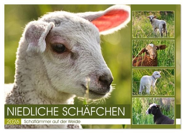 Produktbild: Niedliche Sch&auml;fchen (Wandkalender 2026 DIN A3 quer), CALVENDO Monatskalender