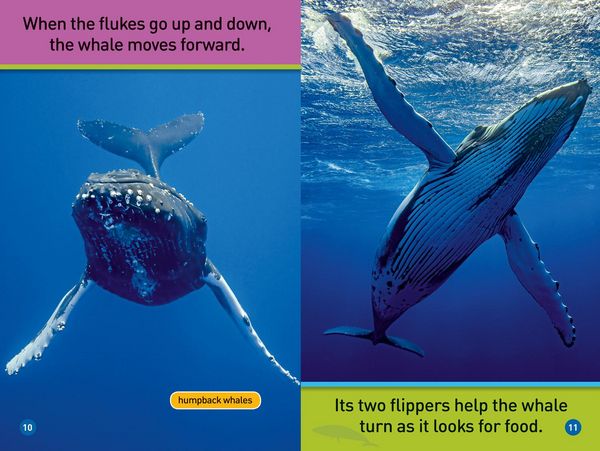 Produktbild: Whales (National Geographic Kids Readers, Pre-Reader)