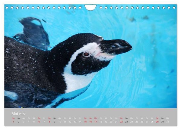 Produktbild: Pinguine 2027 (Wandkalender 2027 DIN A4 quer), CALVENDO Monatskalender