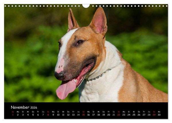 Produktbild: Bullterrier (Wandkalender 2026 DIN A3 quer), CALVENDO Monatskalender