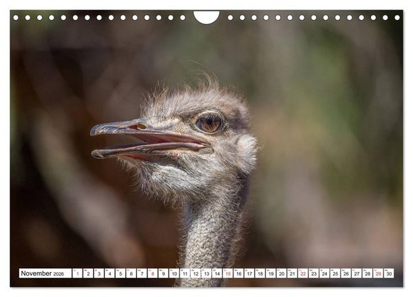 Produktbild: Wunderwelt der Tiere - S&uuml;dafrika (Wandkalender 2026 DIN A4 quer), CALVENDO Monatskalender