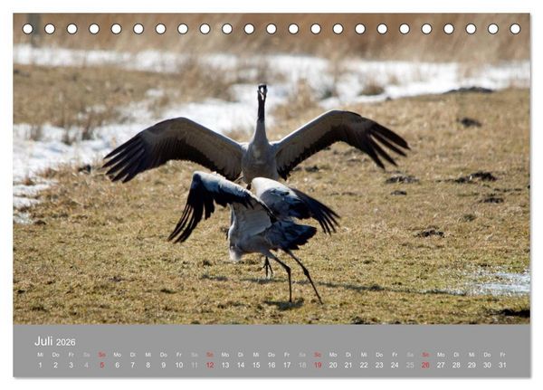 Produktbild: Kraniche in Vorpommern (Tischkalender 2026 DIN A5 quer), CALVENDO Monatskalender