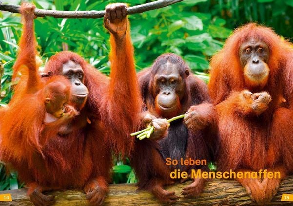 Produktbild: WAS IST WAS Erstes Lesen Band 22. Menschenaffen
