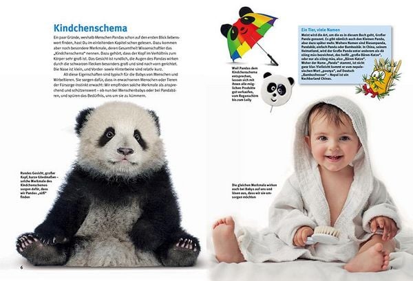 Produktbild: Entdecke die Pandas