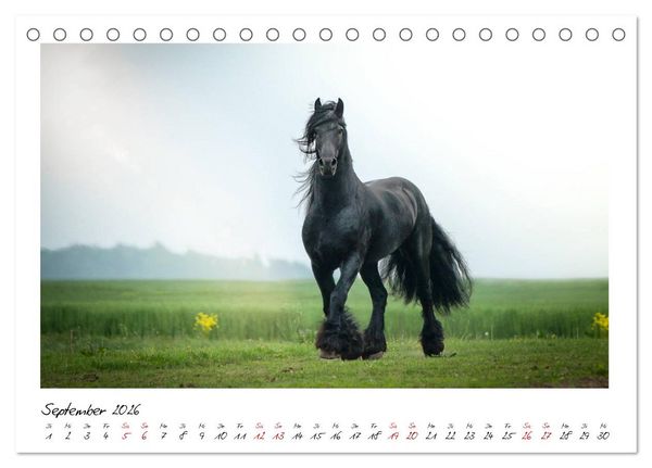 Produktbild: Friesen - stolze Giganten (Tischkalender 2026 DIN A5 quer), CALVENDO Monatskalender