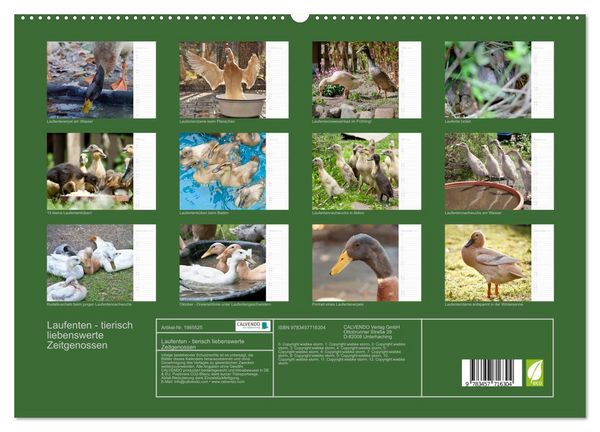 Produktbild: Laufenten - tierisch liebenswerte Zeitgenossen (hochwertiger Premium Wandkalender 2026 DIN A2 quer), Kunstdruck in Hochglanz