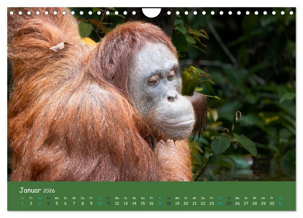Produktbild: Orang Utans - Indonesien (Wandkalender 2026 DIN A4 quer), CALVENDO Monatskalender