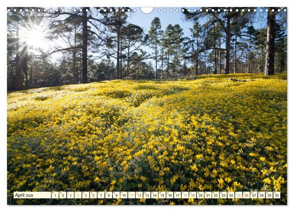 Produktbild: Teneriffa Entspannung Pur (Wandkalender 2026 DIN A3 quer), CALVENDO Monatskalender