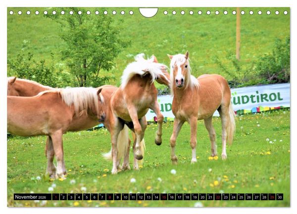 Produktbild: Pferde im Passeiertal (Wandkalender 2026 DIN A4 quer), CALVENDO Monatskalender