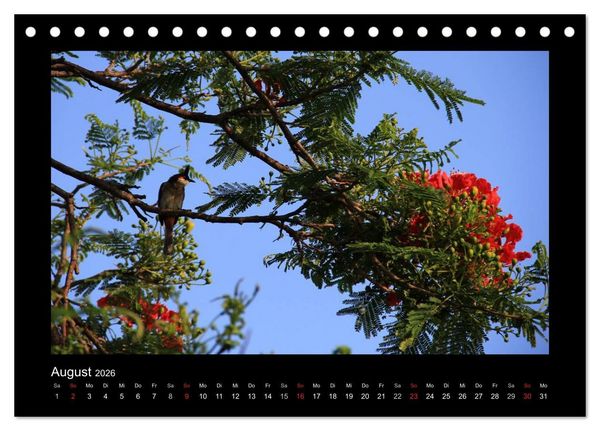 Produktbild: Mauritius - traumhaft und unvergesslich (Tischkalender 2026 DIN A5 quer), CALVENDO Monatskalender