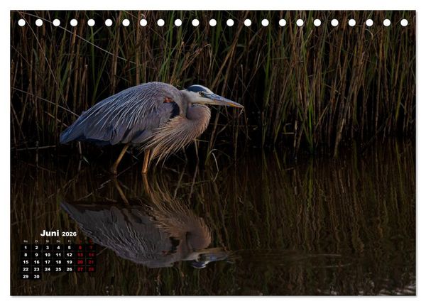 Produktbild: Floridas wunderbare Vogelwelt (Tischkalender 2026 DIN A5 quer), CALVENDO Monatskalender