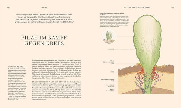Produktbild: Pilze